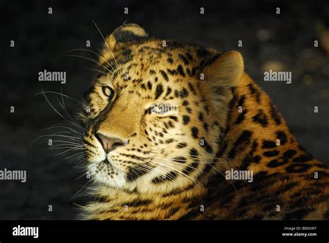 Female Amur Leopard Looking At Camera Stock Photo Alamy