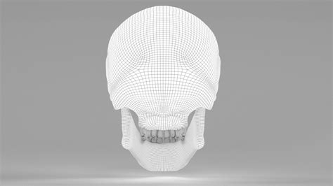 Human Skull Model Turbosquid 2058723