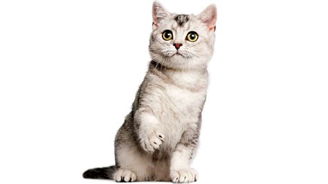 Perhaps you are taking and taking without giving. Dreaming of cat