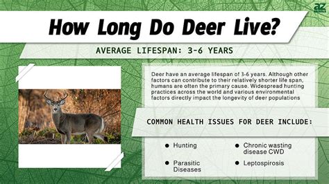 Deer Lifespan How Long Do Deer Live A Z Animals