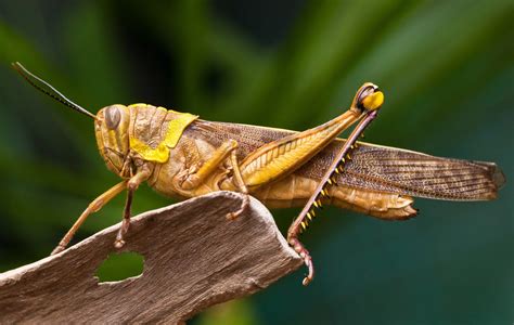 New Clues About The Feeding Habits Of Grasshoppers •