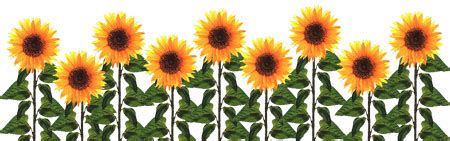Free Free 284 Clipart Sunflower Free SVG PNG EPS DXF File