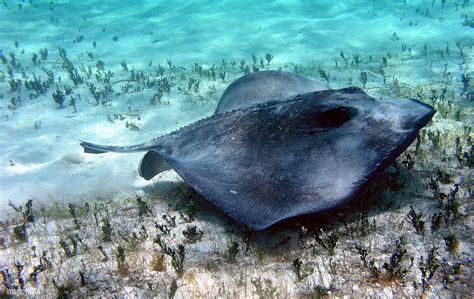 Any of various large, venomous rays, of the orders rajiformes and myliobatiformes, having a barbed, whiplike tail. Southern Stingray