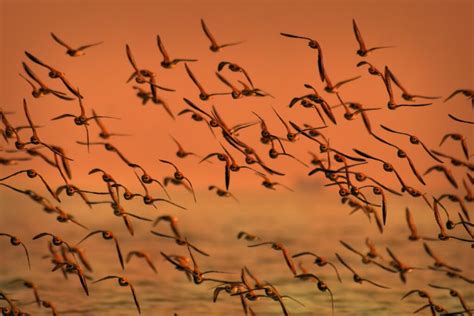 Bird Migration Ambre Dawn Leffler