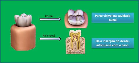 Qual A Função Dos Dentes Molares