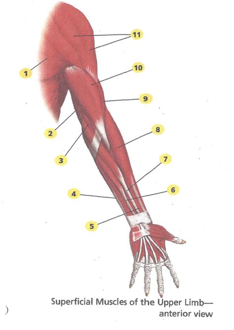 Diagram Of Human Arm Muscles Labeled Human Anatomy Diagram Of Man S Images