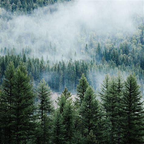 2780x2780 Wallpaper Forest Trees Fog Tops Spruce Pine Pine Trees