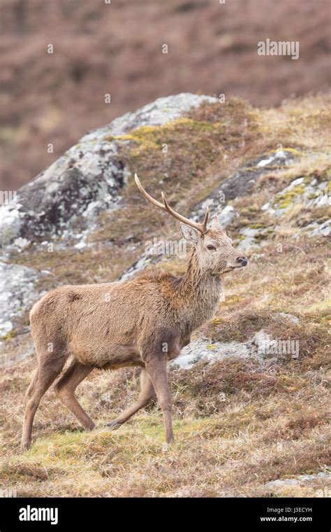 Red Deer Stag At Strathconon In The Scottish Highlands Stock Photo Alamy