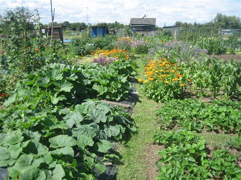 Urban Pollinators: A wildlife-friendly allotment plot and some suggestions to attract ...