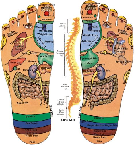 How To Massage Foot Reflexology Pressure Points For Pain Relief