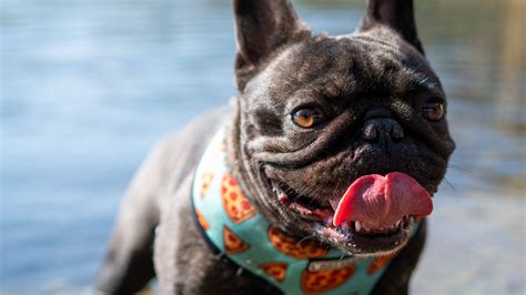 Download Wallpaper 1920x1080 Pug Dog Protruding Tongue Funny Water Full Hd Hdtv Fhd 1080p