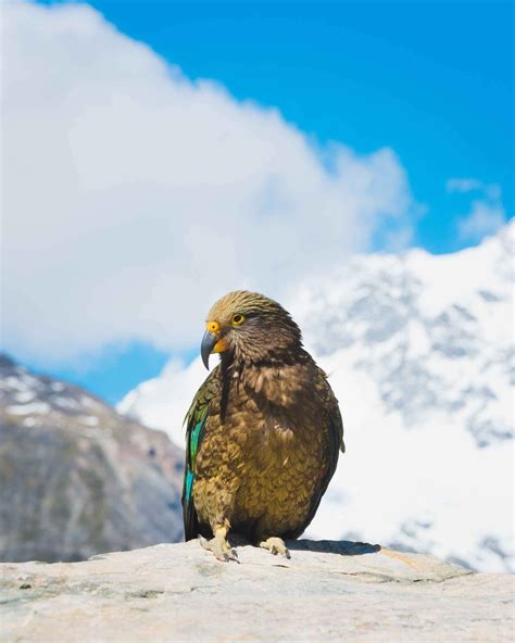 Fun Facts About Kea