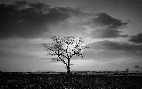 A Lonely Tree Picture And Hd Photos Free Download On Lovepik