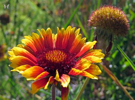 A perennial plant or simply perennial is a plant that lives more than two years. Fall Colored Perennials | Iowa Public Radio