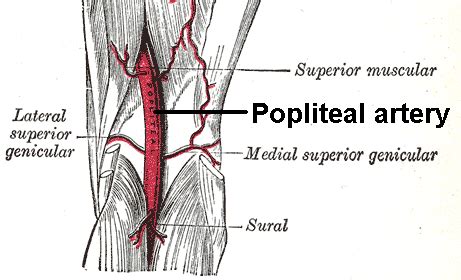 Popliteal Artery Anatomy And Course Bone And Spine