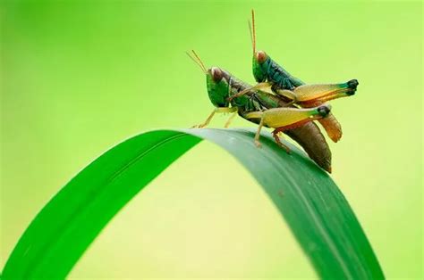 Amazing Close Up Pictures Capture Insects Having Sex With Randy Butterflies Grasshoppers And