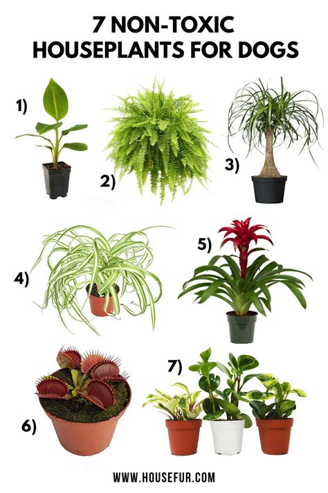 7 Pet Friendly Non Toxic Houseplants For Dogs House Fur