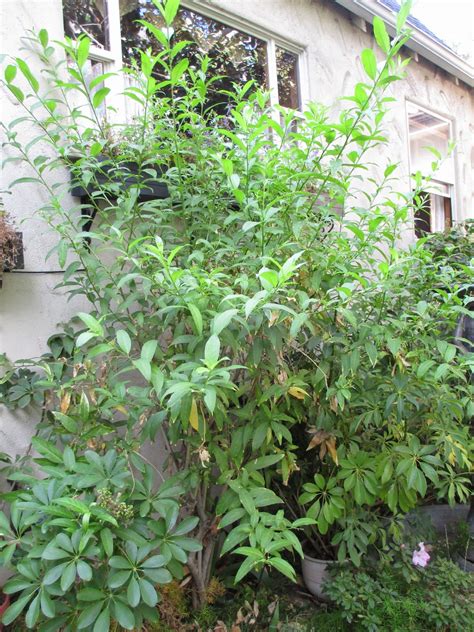We did not find results for: Andie's Way: Night Blooming Jasmine - Sweet Scent of Summer