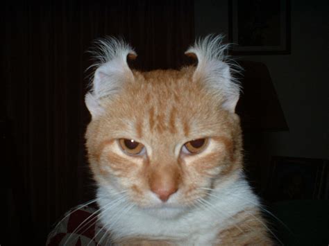 Evil Cat by pinkmooseofdoom on DeviantArt