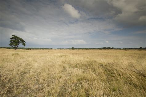 Dry Grassland — Park Hoge Veluwe