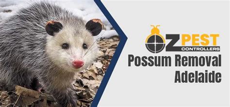 Possum Removal Adelaide 0488 851 508 Emergency Services