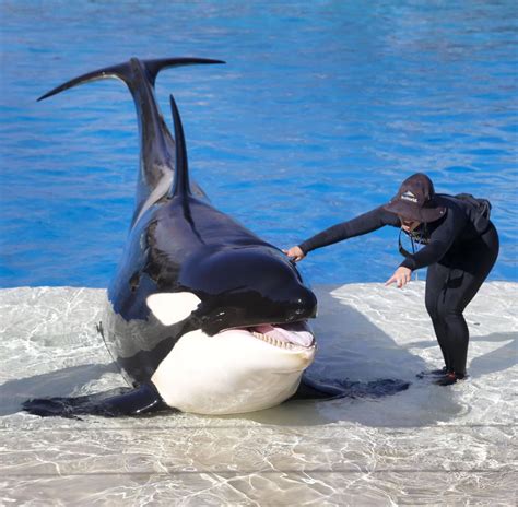 Can A New Killer Whale Attraction Help Rescue Seaworld