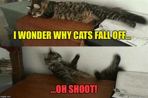 Gravity Cat Memes