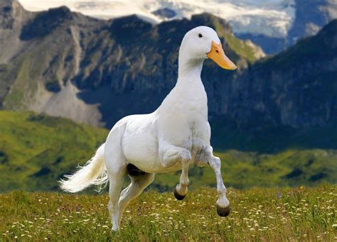 Would You Rather Fight 1 Horse Sized Duck Or 100 Duck Sized Horses