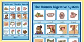 digestive system labeling worksheet science resource twinkl