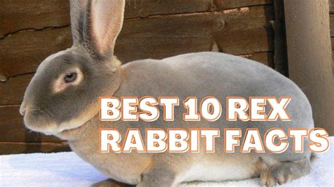 Here's how big dwarf rabbits get & what you need to know! Best 10 Rex rabbit facts, care, personality, size, color ...