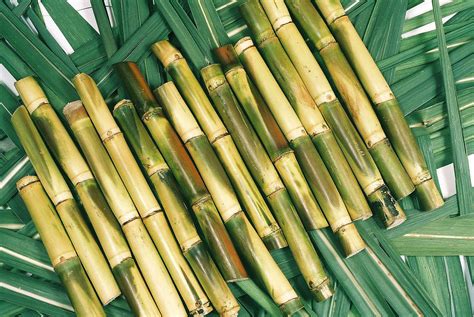 Medicinal Benefits Of Juicy Stick Sugar Cane