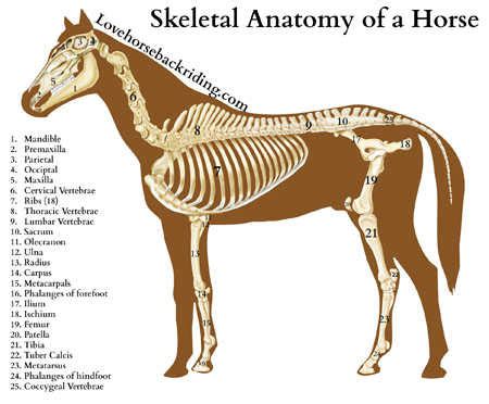 Horse Anatomy Diagrams - Directional Terms, Skeleton, and Superficial