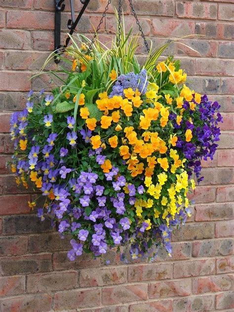 Pauline Fleischer Best Summer Flowers For Hanging Baskets 70 Hanging