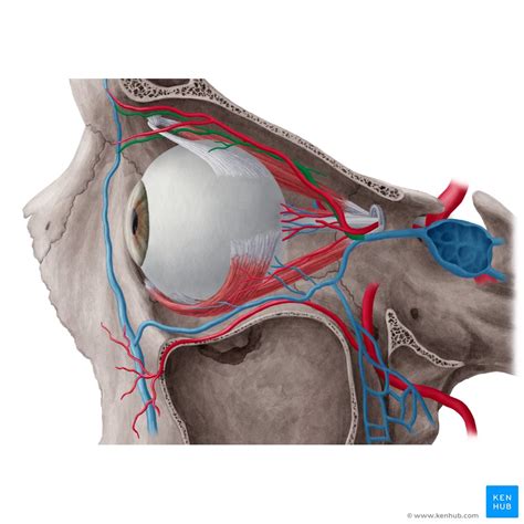 Lacrimal Gland Anatomy Function And Clinical Info Kenhub
