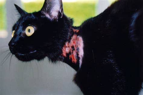 With us you can meet new friends from all over the world. Prurit cervico-facial du chat : entre prurit vrai et ...