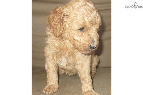 Selection is made in person, if possible, the saturday before the fifth week. Mini Ruby: Goldendoodle puppy for sale near Birmingham, Alabama. | 26cc418a-f251