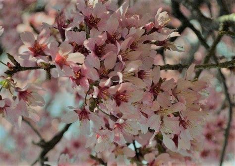 Agronomic Guide For Growing Japanese Flowering Cherry In A Garden