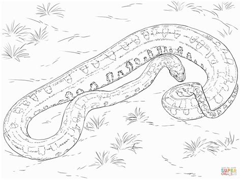 40 Ball Python Snake Coloring Pages For Adults Python Coloring Ball