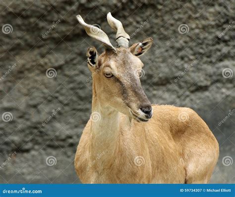 Exotic Goat Stock Image Image Of Climb Buckskinman 59734307