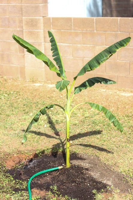 Planting Tropical Trees In The Desert Banana Trees Landscape Banana