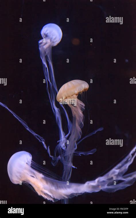 Atlantic Sea Nettle Jellyfish Chrysaora Quinquecirrha Seen In