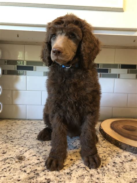 It's also free to list your available puppies and litters on our site. Standard Poodle Puppies For Sale | Kempner, TX #299793