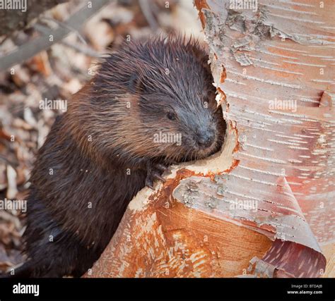 Close Up View Of A Beaver Gnawing On A Birch Tree Near Potter Marsh