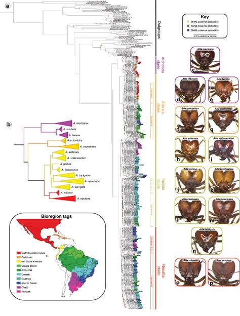 Figure 2 From Phylogenomic Reconstruction Reveals New Insights Into The