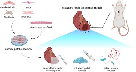 Cardiac Patch Implantation In Animal Models Diseased Animal Heart