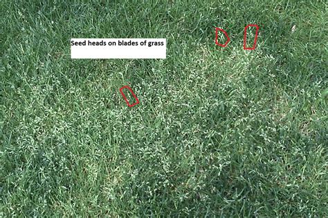 Grass Going To Seed Tuff Turf Llc