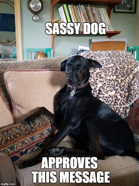 Sassy Dog Imgflip
