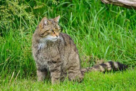 Gato Montés ¿por Qué Debemos Protegerlo Conócelo Feelcats Gatos