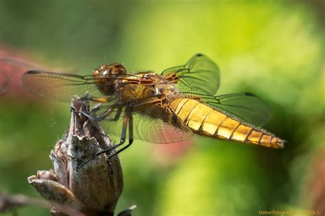 See more ideas about garden design, outdoor gardens, backyard. Projekt " Insekten in unserem Garten " Plattbauch ...