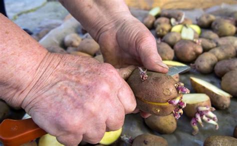 Quand Et Comment Planter La Pomme De Terre